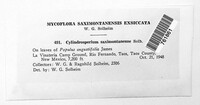 Cylindrosporium saximontanense image